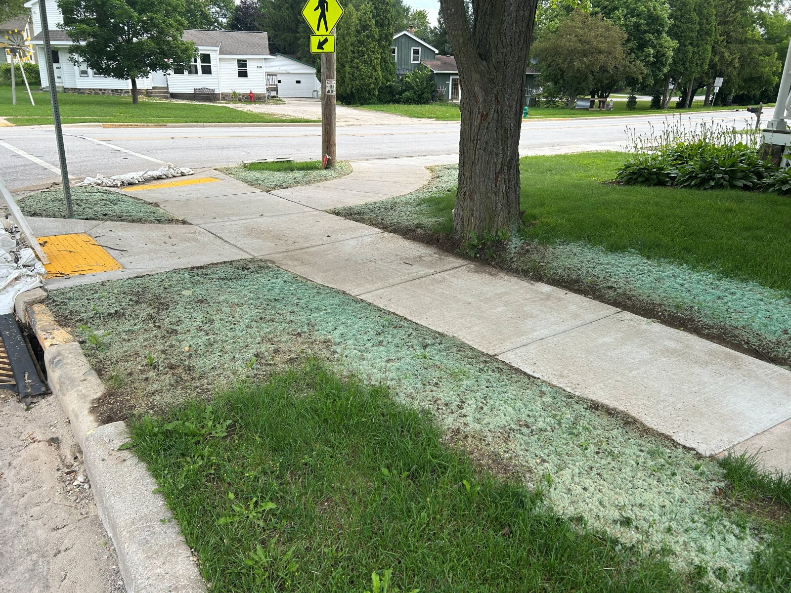 Completed sidewalk crossing with ADA detectable warning field and fresh hydroseed along Main Street